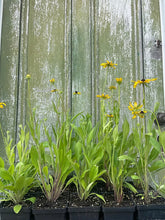 Load image into Gallery viewer, Black Eyed Susan - Rudbeckia hirta - Starter Plug
