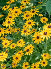 Load image into Gallery viewer, Black Eyed Susan - Rudbeckia hirta - Starter Plug
