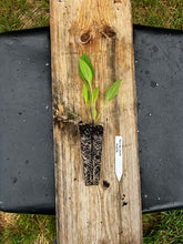 Load image into Gallery viewer, Black Eyed Susan - Rudbeckia hirta - Starter Plug
