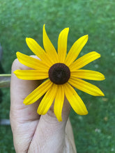 Load image into Gallery viewer, Black Eyed Susan - Rudbeckia hirta - Starter Plug
