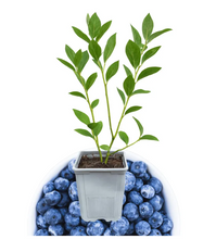 Load image into Gallery viewer, Bluecrop Blueberry - Vaccinium corymbosum 'Bluecrop' - 1L Plant
