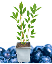 Load image into Gallery viewer, Blueray Blueberry - Vaccinium corymbosum 'Blueray' - 1L Plant
