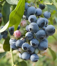 Load image into Gallery viewer, Blueray Blueberry - Vaccinium corymbosum 'Blueray' - 1L Plant

