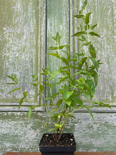 Load image into Gallery viewer, Broad Leaved Mountain Mint - Pycnanthemum muticum - Starter Plug
