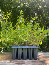 Load image into Gallery viewer, Broad Leaved Mountain Mint - Pycnanthemum muticum - Starter Plug

