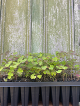 Load image into Gallery viewer, Canada Columbine - Aquilegia Canadensis - Starter Plug
