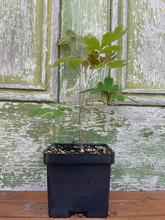 Load image into Gallery viewer, Canada Columbine - Aquilegia Canadensis - Starter Plug
