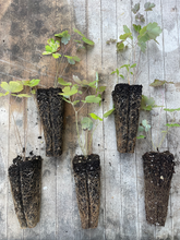 Load image into Gallery viewer, Canada Columbine - Aquilegia Canadensis - Starter Plug
