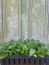 Load image into Gallery viewer, Fox Glove Beard Tongue - Penstemon Digitalis
