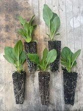 Load image into Gallery viewer, Fox Glove Beard Tongue - Penstemon Digitalis
