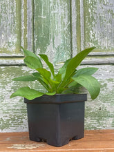 Load image into Gallery viewer, Fox Glove Beard Tongue - Penstemon Digitalis
