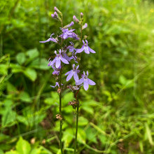 Load image into Gallery viewer, Pale Spiked Lobelia - Lobelia spicata - Starter Plug
