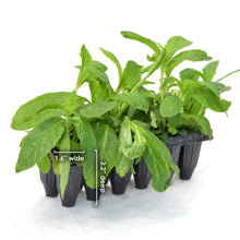 Load image into Gallery viewer, Great Blue Lobelia - Lobelia siphilitica - Starter Plug
