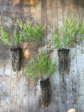 Load image into Gallery viewer, Narrowleaf Mountainmint - Pycnanthemum tenuifolium - Starter Plug
