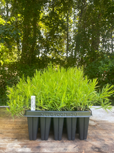 Load image into Gallery viewer, Narrowleaf Mountainmint - Pycnanthemum tenuifolium - Starter Plug
