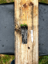 Load image into Gallery viewer, Pale Spiked Lobelia - Lobelia spicata - Starter Plug
