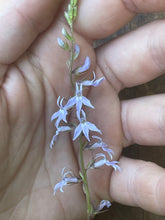 Load image into Gallery viewer, Pale Spiked Lobelia - Lobelia spicata - Starter Plug
