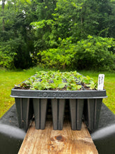 Load image into Gallery viewer, Pale Spiked Lobelia - Lobelia spicata - Starter Plug
