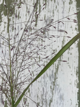 Load image into Gallery viewer, Purple Love Grass - Eragrostis spectabilis - Starter Plug
