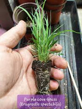 Load image into Gallery viewer, Purple Love Grass - Eragrostis spectabilis - Starter Plug
