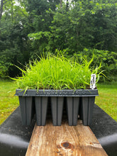 Load image into Gallery viewer, Purple Love Grass - Eragrostis spectabilis - Starter Plug
