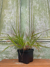 Load image into Gallery viewer, Purple Love Grass - Eragrostis spectabilis - Starter Plug
