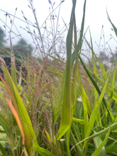 Load image into Gallery viewer, Purple Love Grass - Eragrostis spectabilis - Starter Plug
