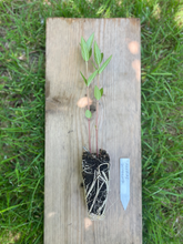 Load image into Gallery viewer, Swamp Milkweed - Asclepias incarnata - Starter Plug
