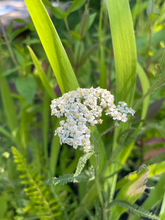 Load image into Gallery viewer, Yarrow - Achillea millefolium - Starter Plug
