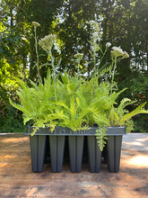 Load image into Gallery viewer, Yarrow - Achillea millefolium - Starter Plug
