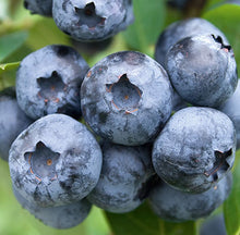 Load image into Gallery viewer, Bluecrop Blueberry - Vaccinium corymbosum 'Bluecrop' - 1L Plant
