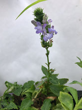 Load image into Gallery viewer, Great Blue Lobelia - Lobelia siphilitica - Starter Plug
