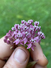 Load image into Gallery viewer, Swamp Milkweed - Asclepias incarnata - Starter Plug
