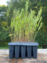Load image into Gallery viewer, Swamp Milkweed - Asclepias incarnata - Starter Plug
