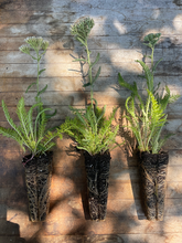 Load image into Gallery viewer, Yarrow - Achillea millefolium - Starter Plug

