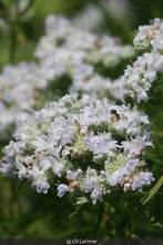 Load image into Gallery viewer, Narrowleaf Mountainmint - Pycnanthemum tenuifolium - Starter Plug
