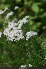 Load image into Gallery viewer, Narrowleaf Mountainmint - Pycnanthemum tenuifolium - Starter Plug
