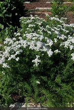Load image into Gallery viewer, Narrowleaf Mountainmint - Pycnanthemum tenuifolium - Starter Plug
