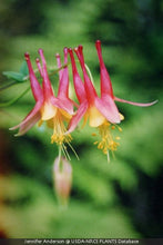 Load image into Gallery viewer, Canada Columbine - Aquilegia Canadensis - Starter Plug
